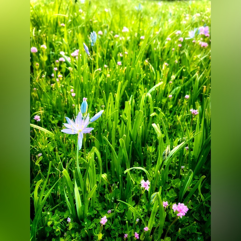 5x7 Wildflowers Photographic print, Original Photography